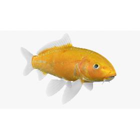 3D Kigoi Koi Fish (Animated)